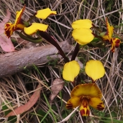 Diuris semilunulata at Paddys River, ACT - suppressed