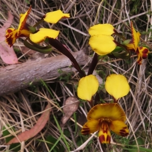 Diuris semilunulata at Paddys River, ACT - suppressed