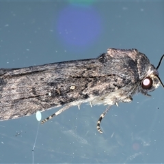 Proteuxoa provisional species 5 at Ainslie, ACT - 31 Oct 2024 09:27 PM