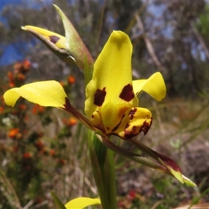 Diuris sulphurea at Paddys River, ACT - suppressed