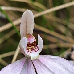 Caladenia carnea (Pink Fingers) at Paddys River, ACT - 2 Nov 2024 by Bubbles