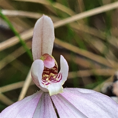 Caladenia carnea (Pink Fingers) at Paddys River, ACT - 2 Nov 2024 by Bubbles