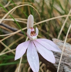 Caladenia carnea at Paddys River, ACT - 2 Nov 2024