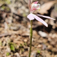 Caladenia carnea at Paddys River, ACT - 2 Nov 2024