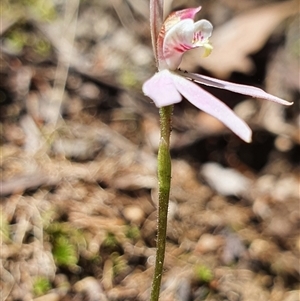 Caladenia carnea at Paddys River, ACT - suppressed