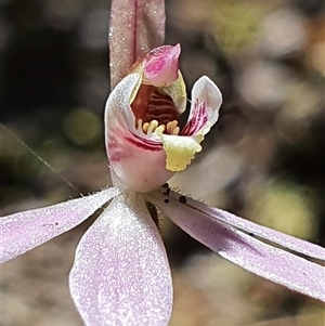 Caladenia carnea at Paddys River, ACT - 2 Nov 2024