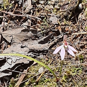 Caladenia carnea at Paddys River, ACT - suppressed