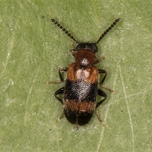 Syzeton sp. (genus) at Melba, ACT - 30 Oct 2024