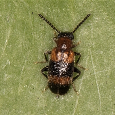 Syzeton sp. (genus) (A darkling beetle) at Melba, ACT - 30 Oct 2024 by kasiaaus