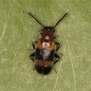 Syzeton sp. (genus) at Melba, ACT - 30 Oct 2024