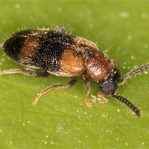 Syzeton sp. (genus) at Melba, ACT - 30 Oct 2024