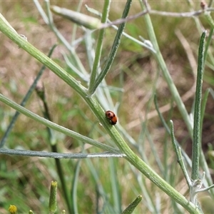 Hippodamia variegata at Lyons, ACT - 3 Nov 2024