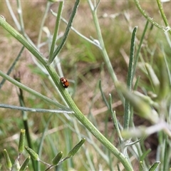 Hippodamia variegata at Lyons, ACT - 3 Nov 2024