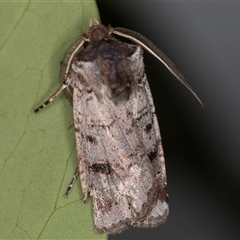 Agrotis porphyricollis (Variable Cutworm) at Melba, ACT - 30 Oct 2024 by kasiaaus