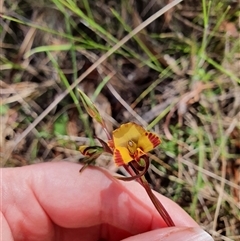 Diuris semilunulata (Late Leopard Orchid) at Paddys River, ACT - 2 Nov 2024 by Bubbles