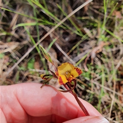 Diuris semilunulata (Late Leopard Orchid) at Paddys River, ACT - 2 Nov 2024 by Bubbles