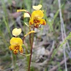 Diuris semilunulata at Paddys River, ACT - suppressed