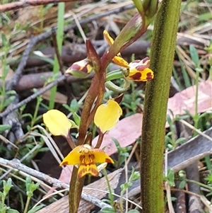 Diuris semilunulata at Paddys River, ACT - suppressed