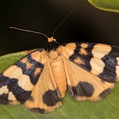 Termessa zonophanes (Double Yellow-patched Footman) at Melba, ACT - 30 Oct 2024 by kasiaaus