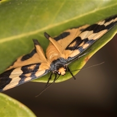 Termessa zonophanes at Melba, ACT - 30 Oct 2024 09:24 PM