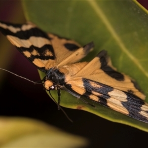 Termessa zonophanes at Melba, ACT - 30 Oct 2024 09:24 PM