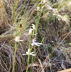 Caladenia moschata at Paddys River, ACT - 2 Nov 2024