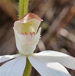 Caladenia moschata at Paddys River, ACT - 2 Nov 2024