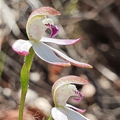 Caladenia moschata at Paddys River, ACT - 2 Nov 2024