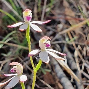 Caladenia moschata at Paddys River, ACT - 2 Nov 2024