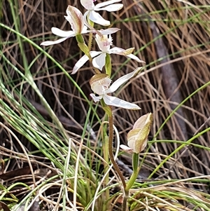 Caladenia moschata at Paddys River, ACT - 2 Nov 2024