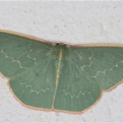 Chlorocoma dichloraria at Melba, ACT - 30 Oct 2024 10:52 PM