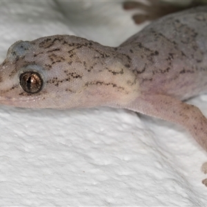 Christinus marmoratus at Melba, ACT - 30 Oct 2024 10:55 PM