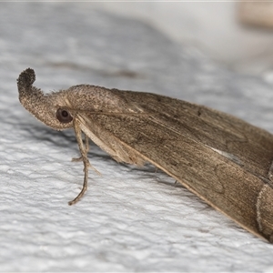 Simplicia armatalis at Melba, ACT - 31 Oct 2024