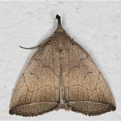 Simplicia armatalis at Melba, ACT - 31 Oct 2024