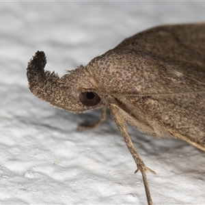 Simplicia armatalis at Melba, ACT - 31 Oct 2024