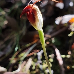 Pterostylis pedunculata at Paddys River, ACT - suppressed