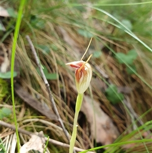 Pterostylis pedunculata at Paddys River, ACT - suppressed