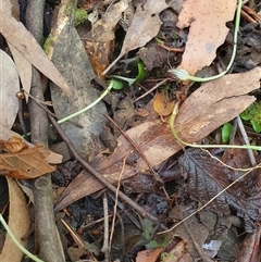 Pterostylis pedunculata at Paddys River, ACT - suppressed