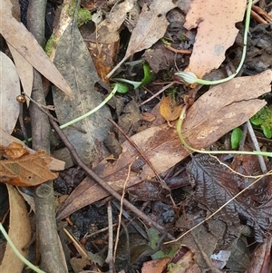 Pterostylis pedunculata at Paddys River, ACT - suppressed