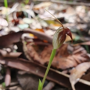 Pterostylis pedunculata at Paddys River, ACT - suppressed