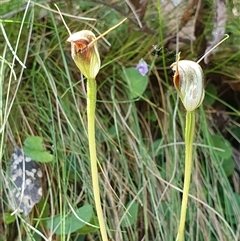 Pterostylis pedunculata at Paddys River, ACT - suppressed