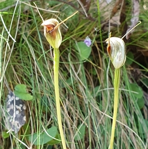 Pterostylis pedunculata at Paddys River, ACT - 2 Nov 2024