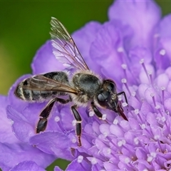 Apis mellifera (European honey bee) at Weston, ACT - 1 Nov 2024 by Kenp12