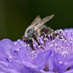 Apis mellifera at Weston, ACT - 2 Nov 2024