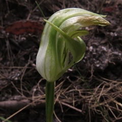 Pterostylis curta (Blunt Greenhood) at Paddys River, ACT - 31 Oct 2024 by JohnBundock