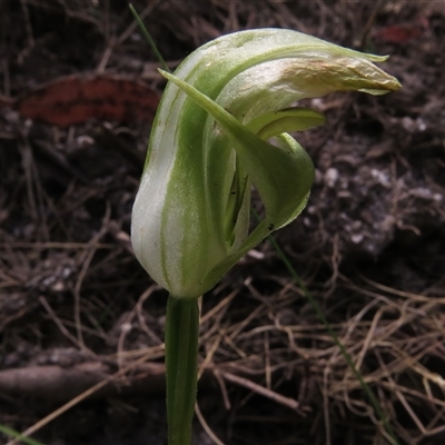 Pterostylis curta (Blunt Greenhood) at Paddys River, ACT - 31 Oct 2024 by JohnBundock