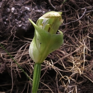 Pterostylis curta at Paddys River, ACT - suppressed