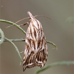 Tortricopsis aulacois (A Concealer moth (Wingia group)) at Hughes, ACT - 3 Nov 2024 by LisaH