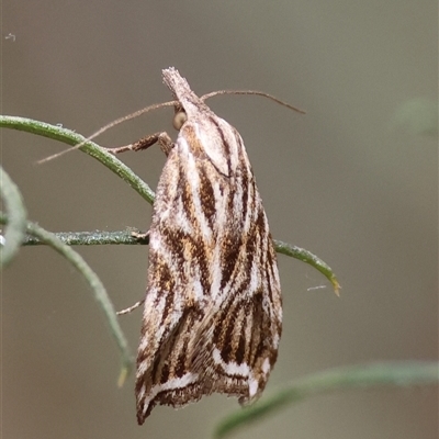 Tortricopsis aulacois (A Concealer moth) at Hughes, ACT - 2 Nov 2024 by LisaH