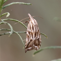 Tortricopsis aulacois at Hughes, ACT - 3 Nov 2024